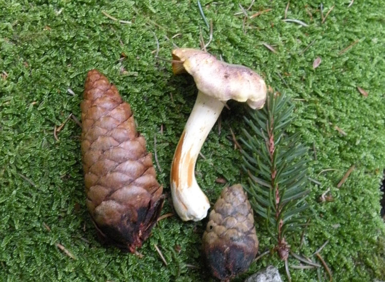 Potrebbe essere Hygrophorus?